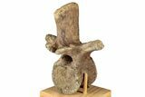 Fossil Dinosaur (Thescelosaurus) Dorsal Vertebra - Montana #350966-1